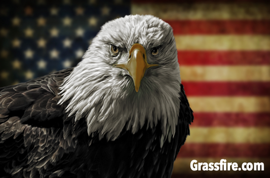 Bald Eagle Resticker